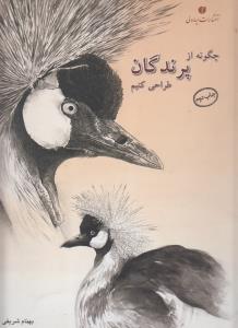 چگونه از پرندگان طراحی کنیم
